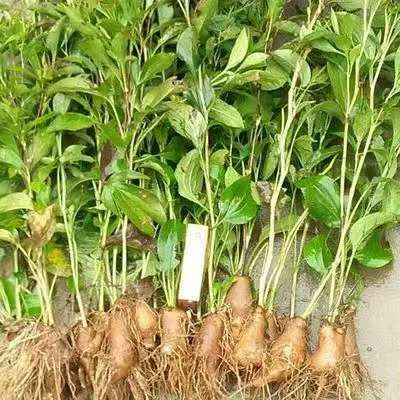 邵东县兴宜仿野生态中药材种植专业合作社