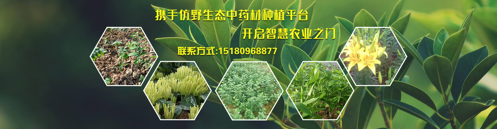邵东县兴宜仿野生态中药材种植专业合作社