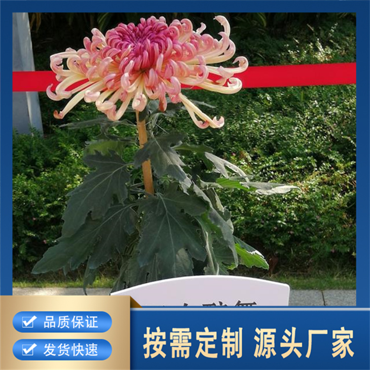 精品菊花厂家价格