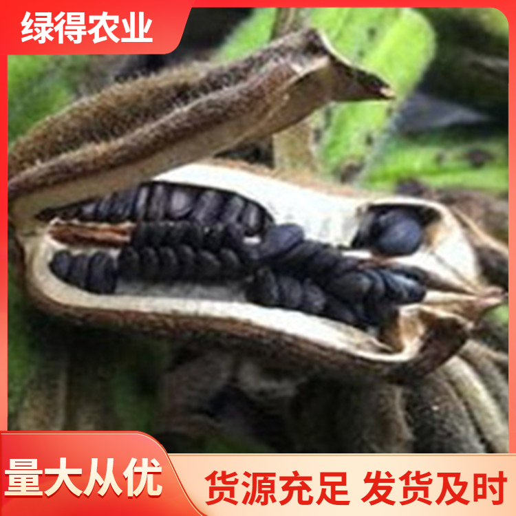 黑芝麻种定制