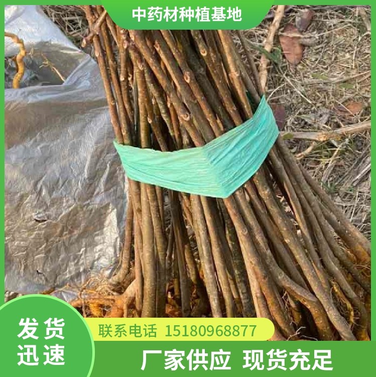 黄柏种苗 批发基地 量大从优