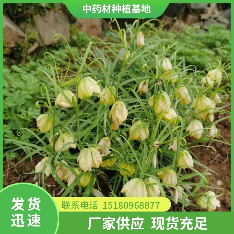 贝母种苗 批发价格 种植基地批发