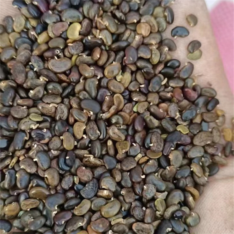 刺槐四川批发多花木兰豆常绿银合欢紫穗边坡爬山虎油麻藤黄花槐价格