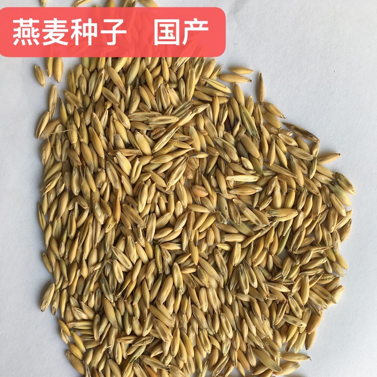 披碱草牧草种子 四川成都批发多年牧草 耐旱耐寒高海拔西藏老芒麦
