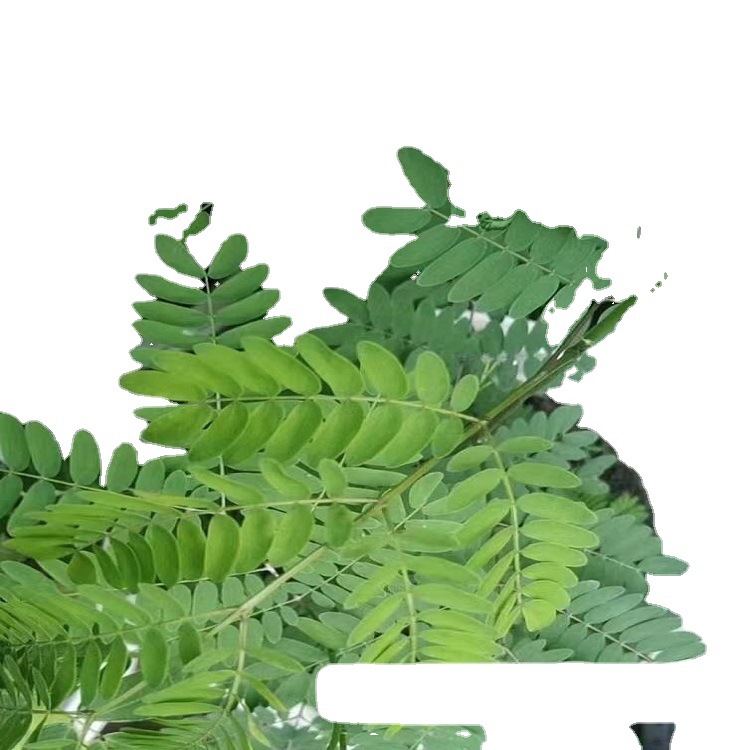 刺槐四川批发多花木兰豆常绿银合欢紫穗边坡爬山虎油麻藤黄花槐厂家