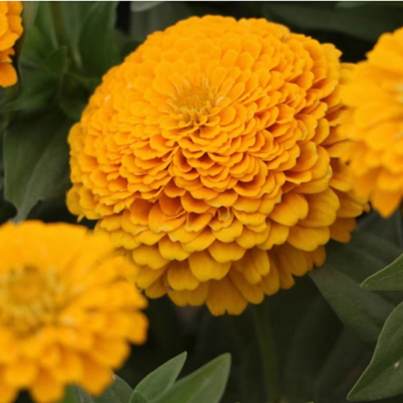 花卉种子 四季种子批发满天星太阳花波斯菊百日草向日葵雏菊薄荷
