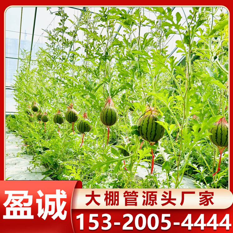 西瓜插地棚 草莓种植棚 采摘棚 日光温室 专业设计 可定制