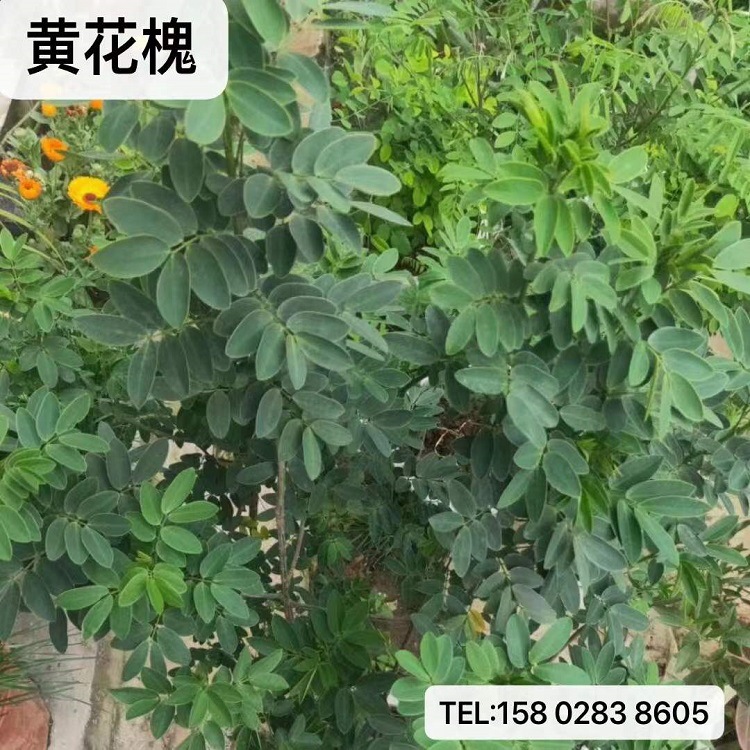 刺槐四川批发多花木兰豆常绿银合欢紫穗边坡爬山虎油麻藤黄花槐批发商