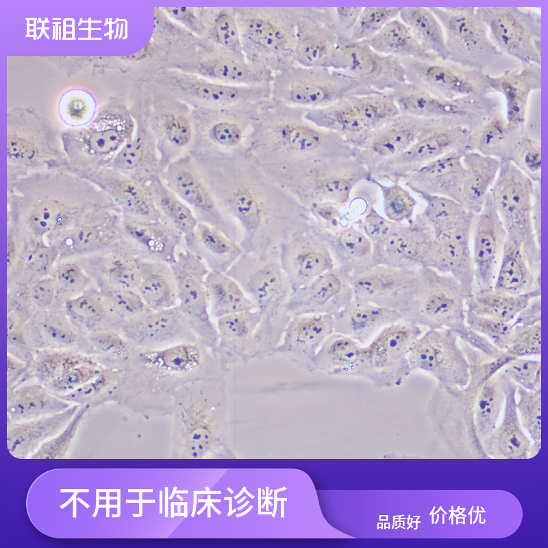 人牙髓干细胞报价