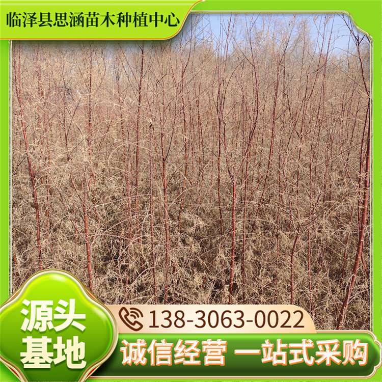 一年生红柳苗 园林绿化工程苗 根系发达 防风固沙 思涵