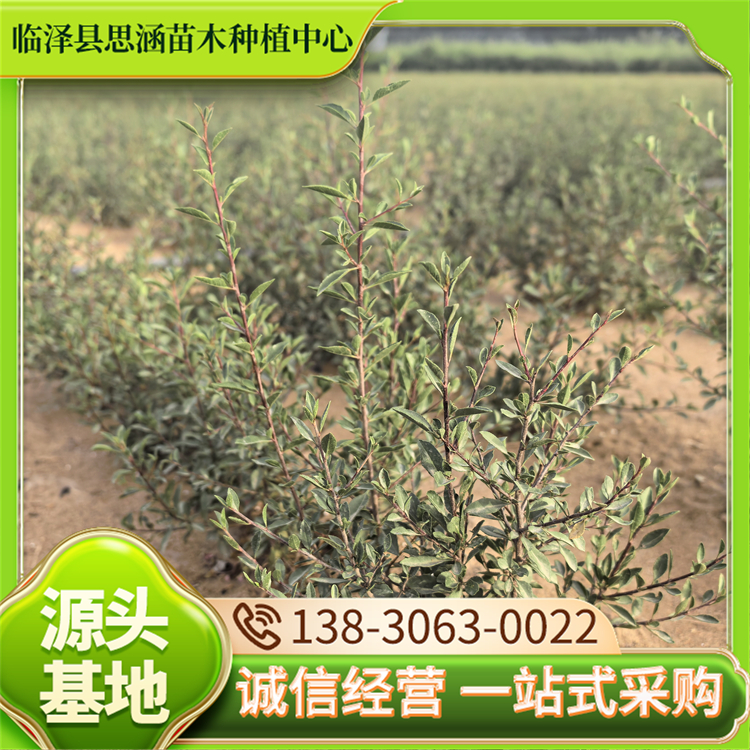 蒙古扁桃 观赏绿化树种 根系发达 耐旱耐寒 易栽培