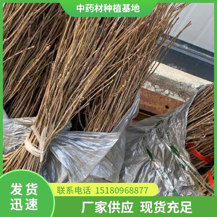 黄柏种苗 易种植 大量现货批发