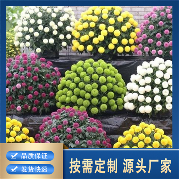 菊花造型厂家批发