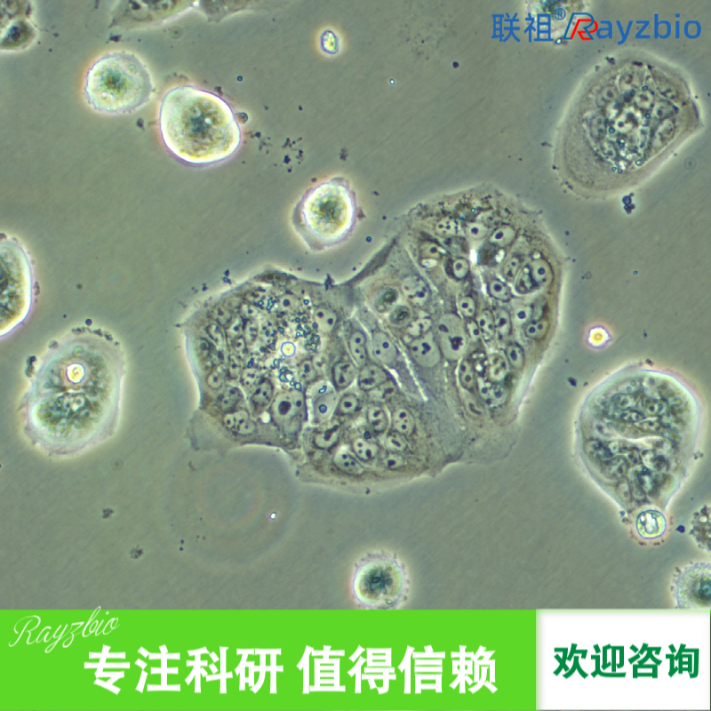 人牙髓干细胞厂家
