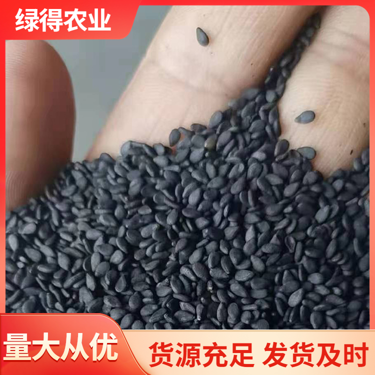 黑芝麻种电话