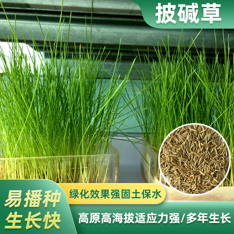 披碱草牧草种子 四川成都批发多年牧草 耐旱耐寒高海拔西藏老芒麦批发商