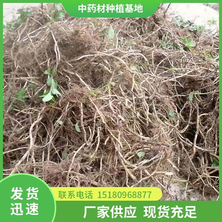 薄荷种苗 批发价格 大量现货批发