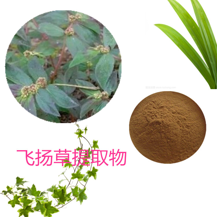 飞扬藤提取物 10:1 水提 多规格比例 飞扬藤粉 浸膏
