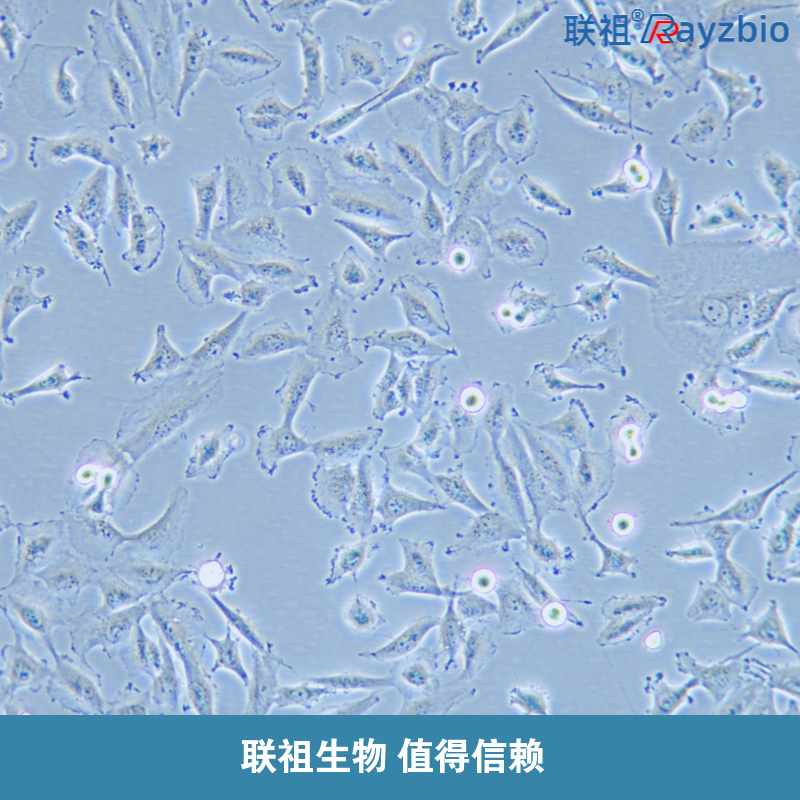 FU耐药细胞株