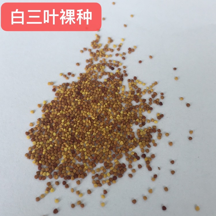 白三叶种籽四川成都批发牧草坪多年生匍匐型见绿快常绿红绛三叶价格