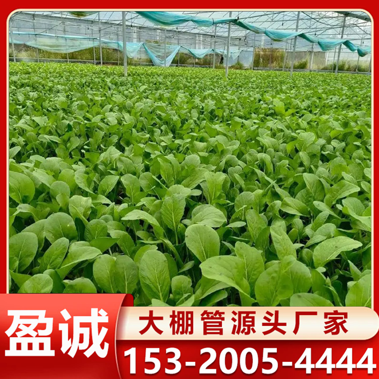玻璃蔬菜大棚设计 可实地测量搭建 大棚管定制 骨架稳定耐用