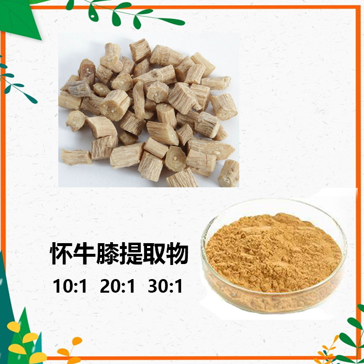 怀牛膝多糖 30% 50% 怀牛膝粉 98% 怀牛膝提取物 10:1