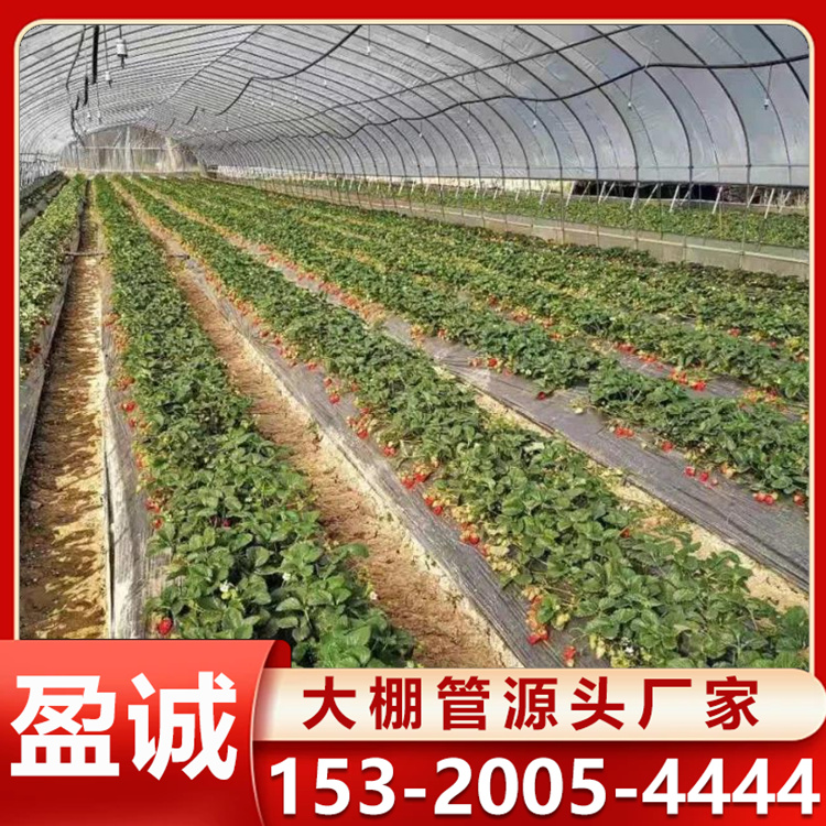 智慧农业 瓜果大棚骨架 草莓棚 薄膜大棚 工程承建 搭建工期短