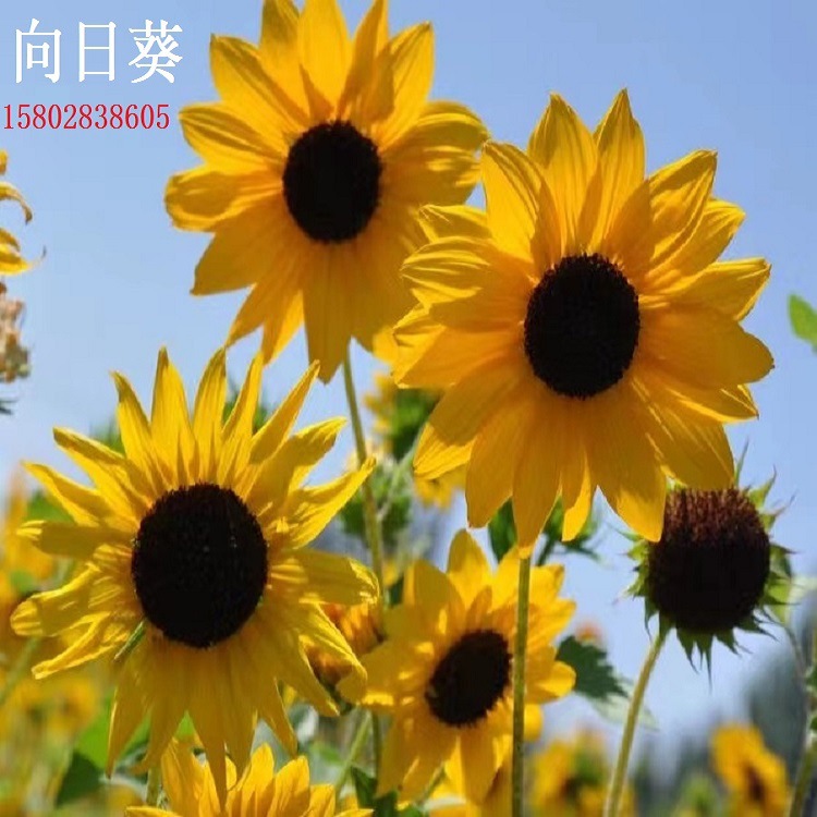 批发太阳花虞美人百日草向日葵花种户外室外家用阳台花卉鲜花种子