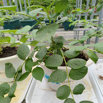 信盈含水率30%蓝莓种植土栽培土良好的透气性 富含丰富的有机质