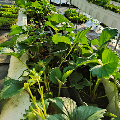 供应花卉育苗土养花种菜通用型栽培绿化育苗基质绿植化肥
