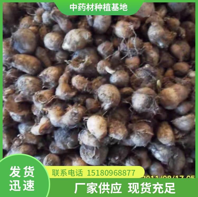半夏种苗 批发基地 量大从优