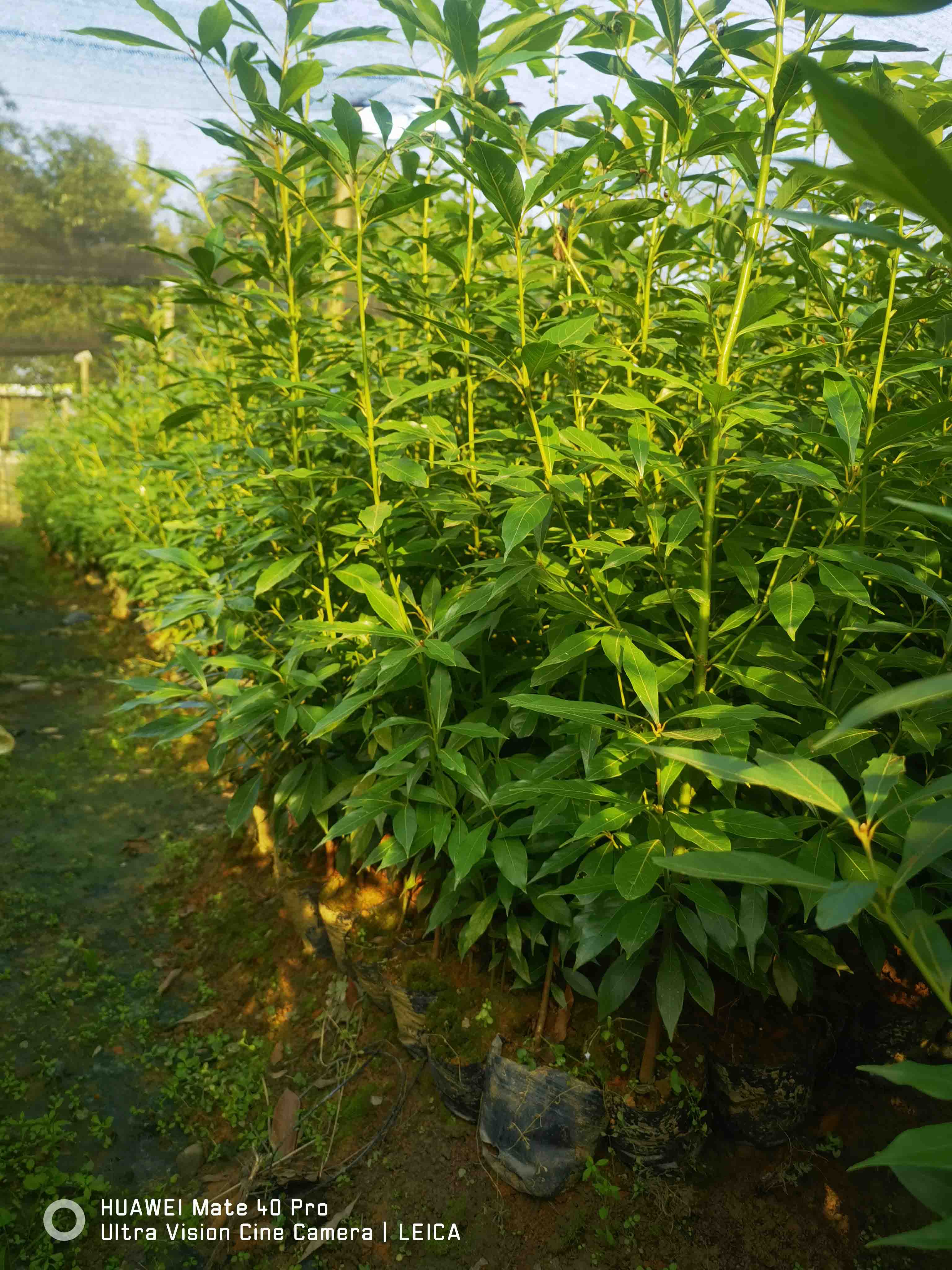 青钱柳苗 根系发达 易成活 威颢苗木