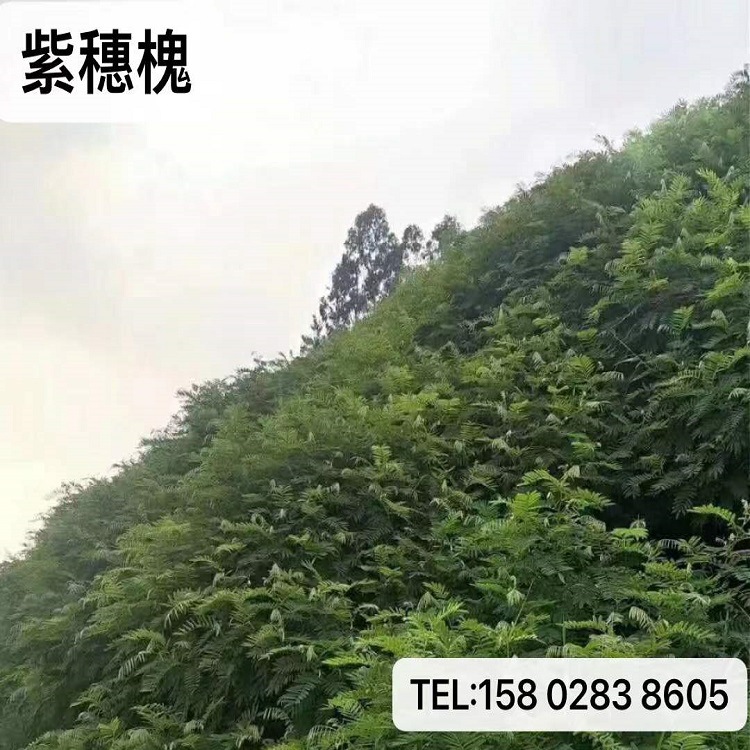 刺槐四川批发多花木兰豆常绿银合欢紫穗边坡爬山虎油麻藤黄花槐厂