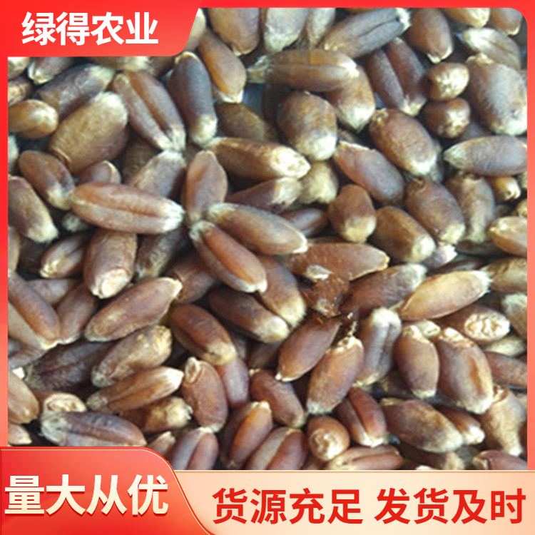 黑麦仁图片