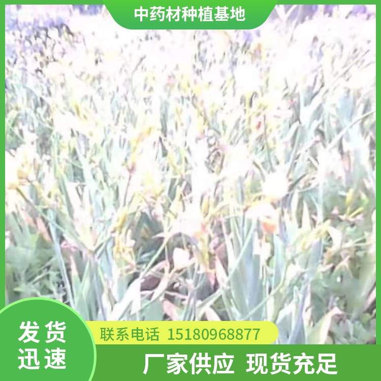 射干种苗 批发价格 大量现货批发