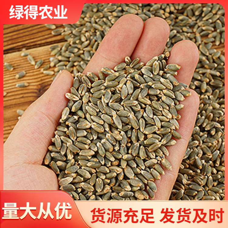 绿小麦种品种齐全