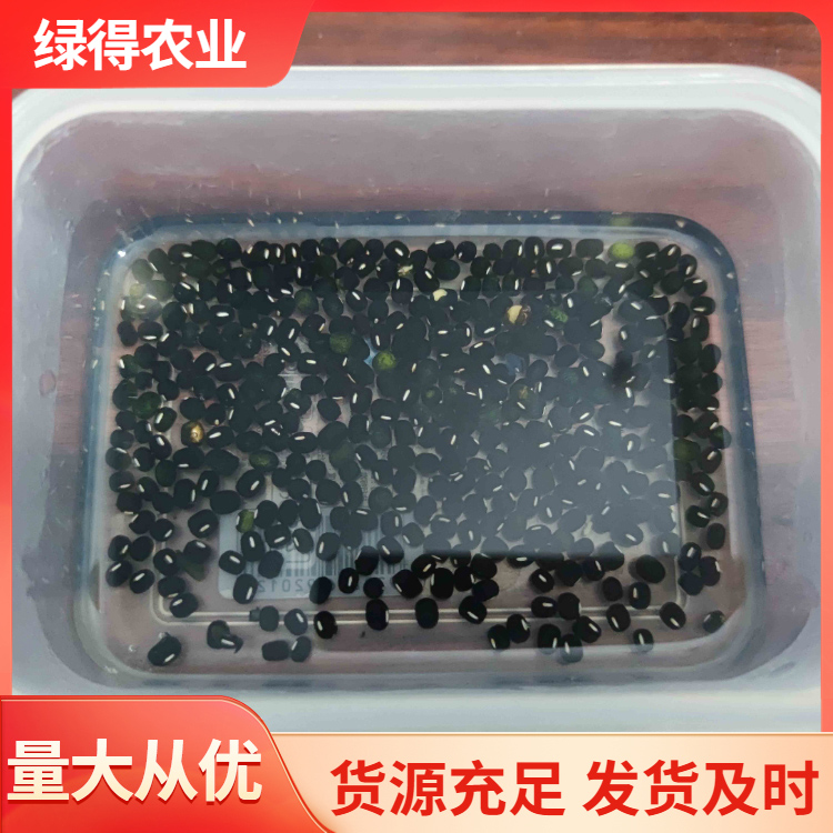 黑绿豆种子 常年供应批发 新货出售