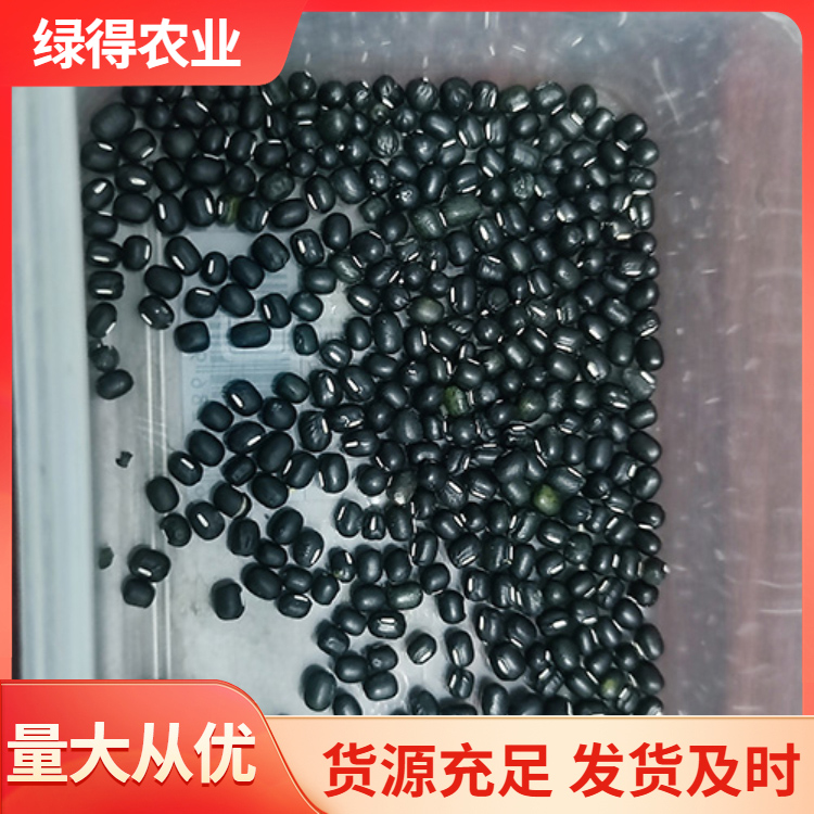 黑绿豆种子采购