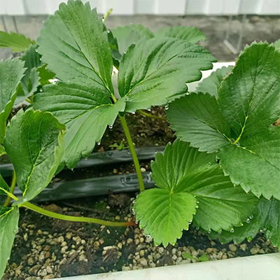信盈氮磷钾3%草莓种植土育苗基质让植株适用环境需求配比