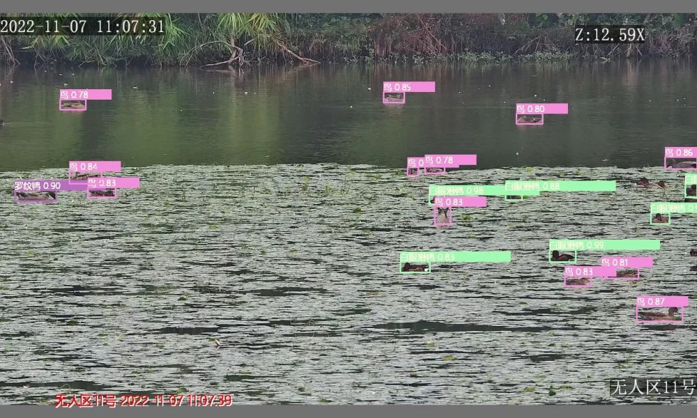 英卡电子 时段检测统计 鸟类监测 厂家供应 智慧观测识别
