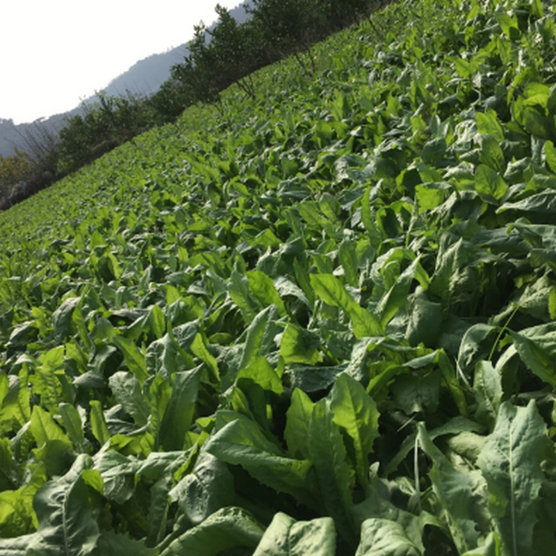 菊苣种籽 四川批发 耐寒高海拔藏区牧草甜高粱紫苜蓿混播草坪厂家