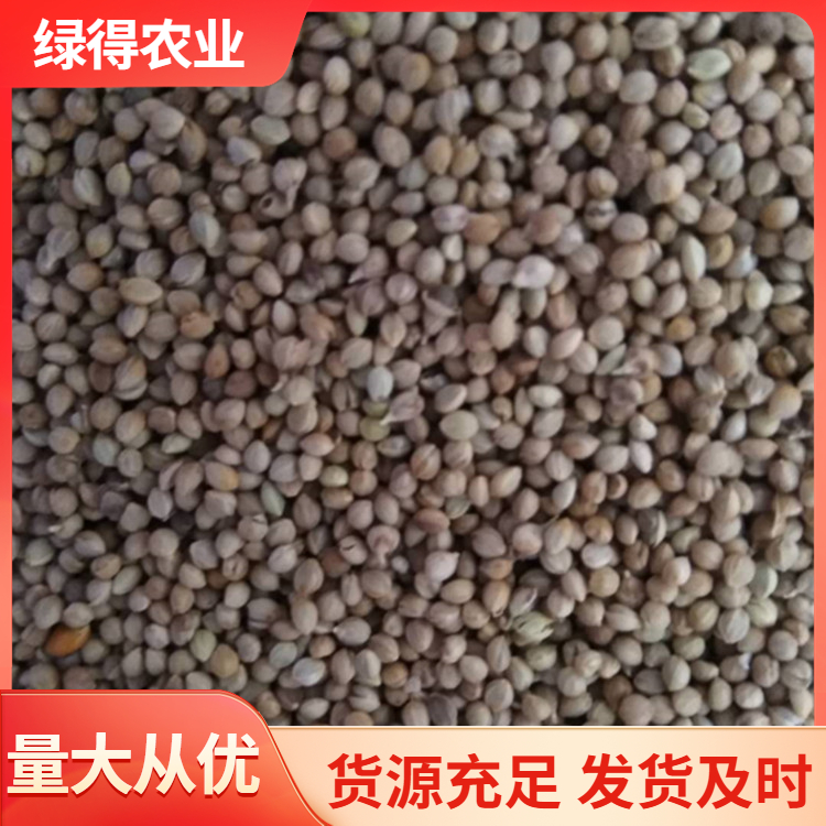 黑谷种子价格
