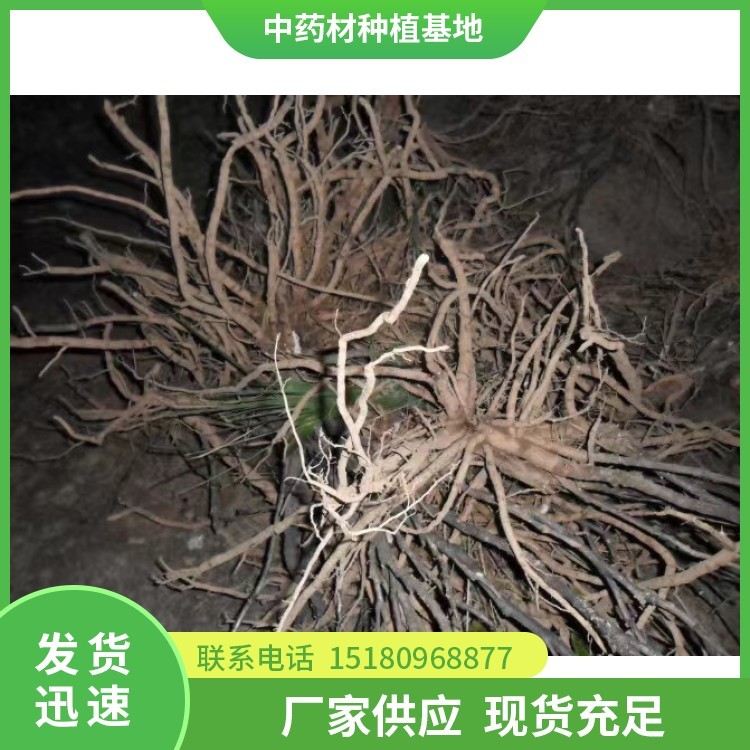 牡丹皮种苗 批发价格 大量现货批发
