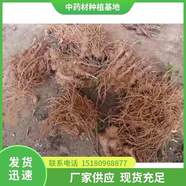 苍术种苗 批发价格 易种植