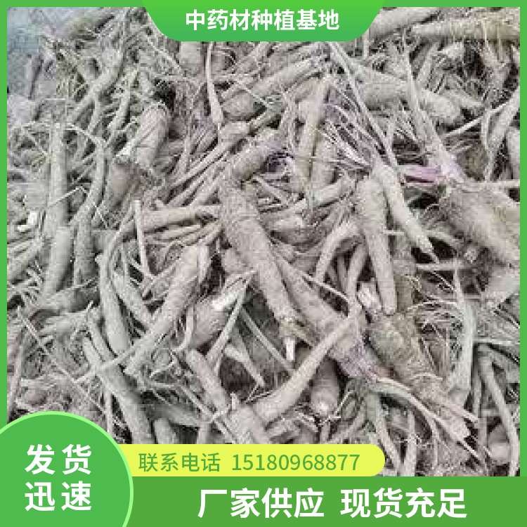 白芷种子种苗 批发厂家 基地直销