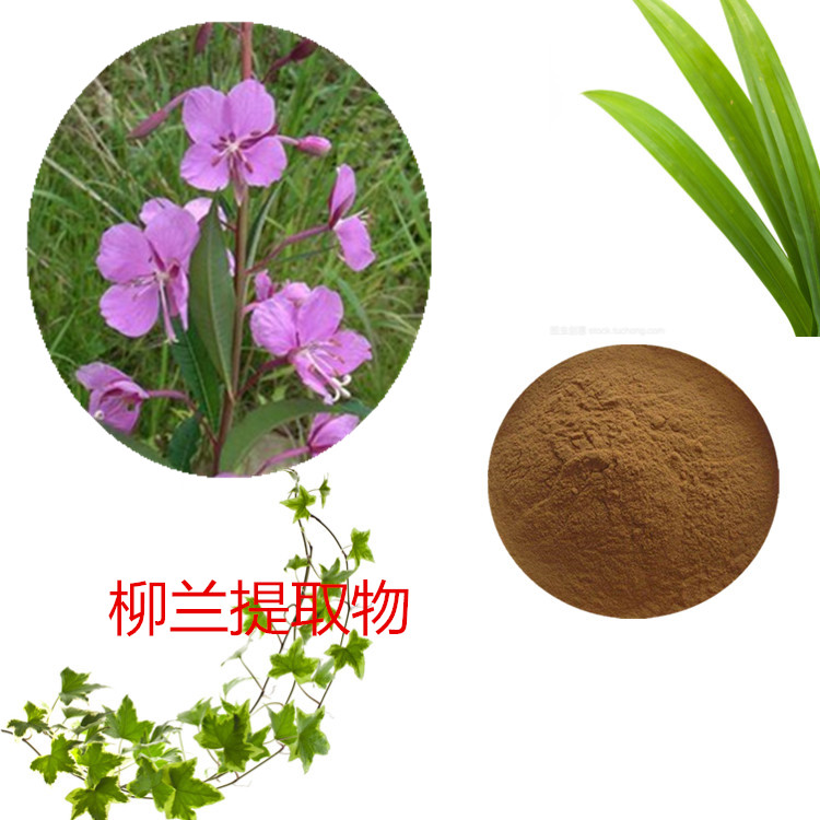 柳兰提取物 10:1 水提 多规格比例 柳兰浸膏粉 柳兰水溶粉