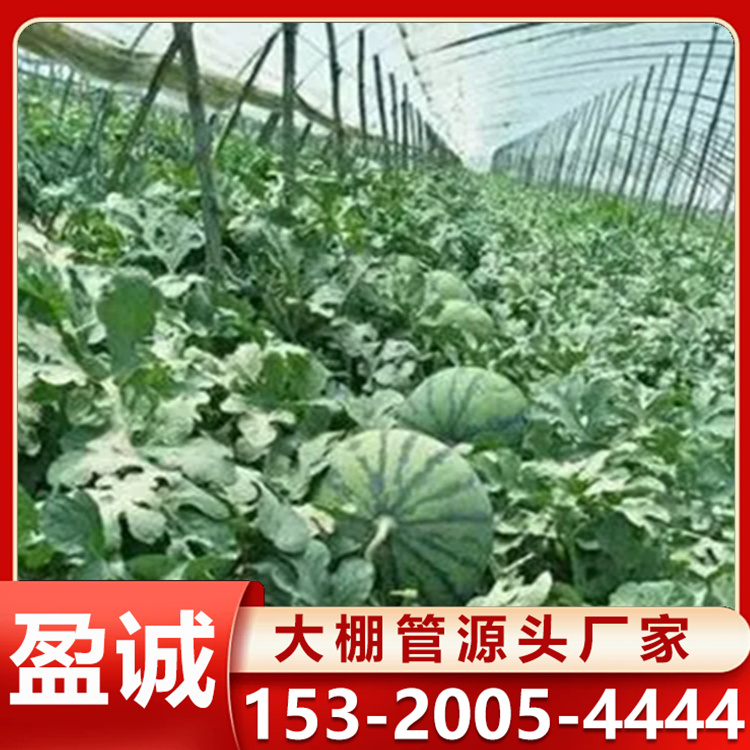 大棚骨架 西瓜大棚 温室种植棚 镀锌钢管 设计合理可折弯 瓜果蔬菜棚定制