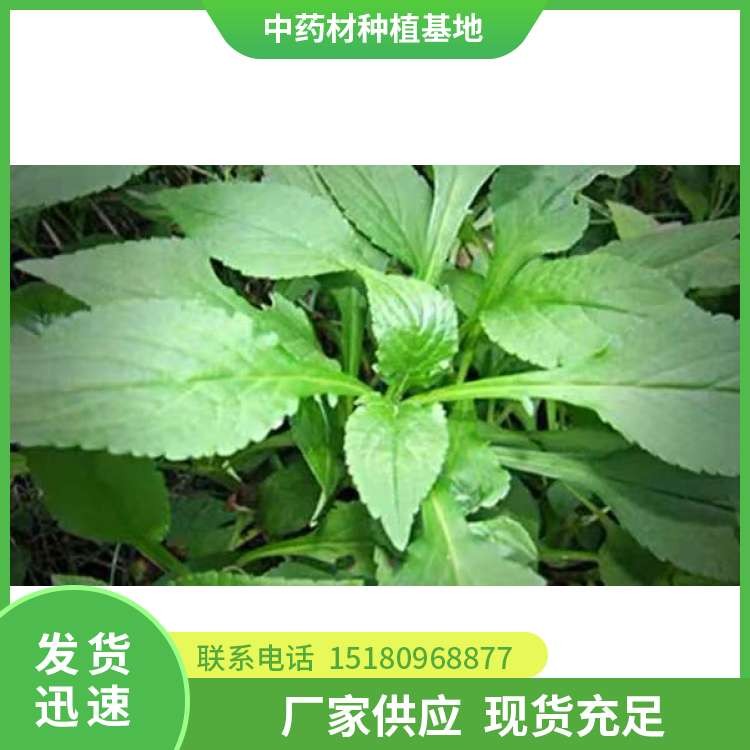 败酱草 批发价格 基地直销