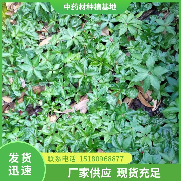 中药材切片机 厂家直销