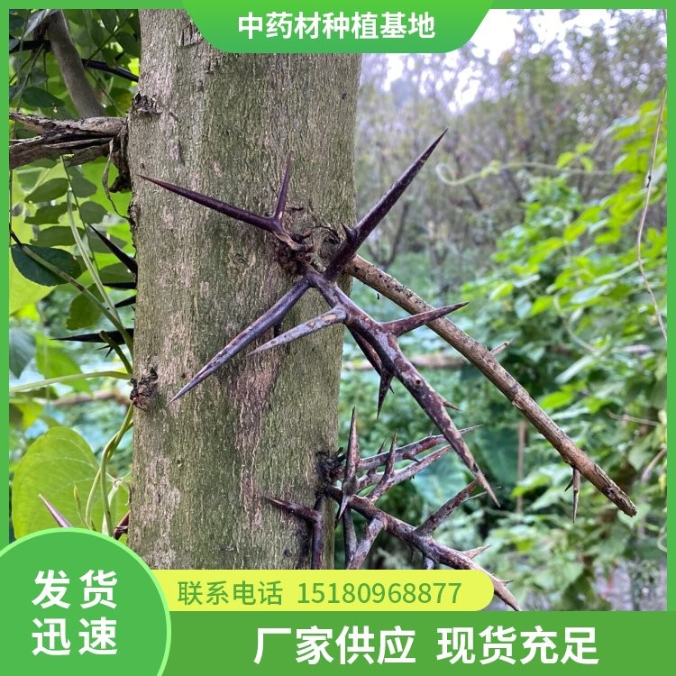 皂角刺种苗 大量现货批发